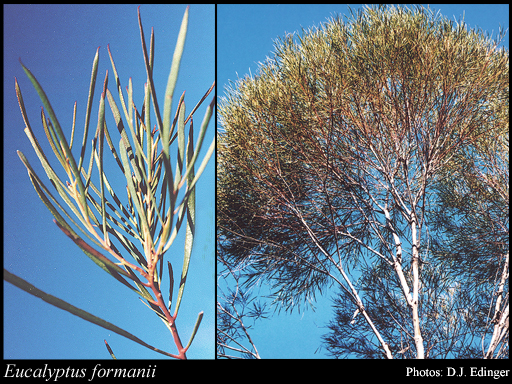Photograph of Eucalyptus formanii C.A.Gardner
