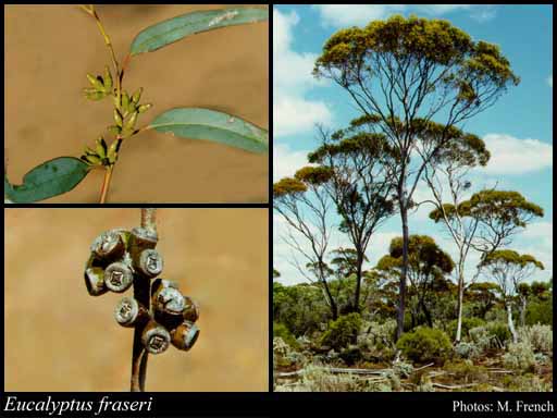 Photograph of Eucalyptus fraseri (Brooker) Brooker