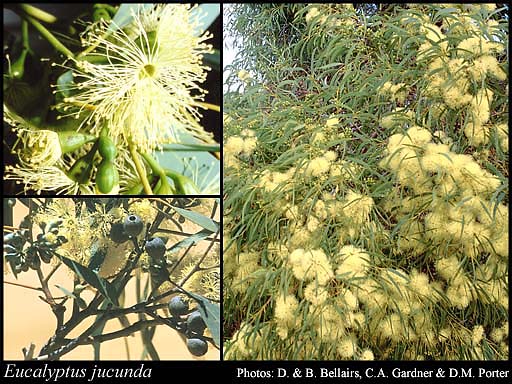 Photograph of Eucalyptus jucunda C.A.Gardner