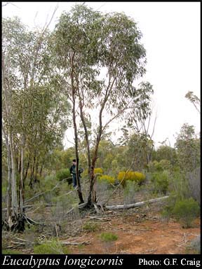 Photograph of Eucalyptus longicornis (F.Muell.) Maiden