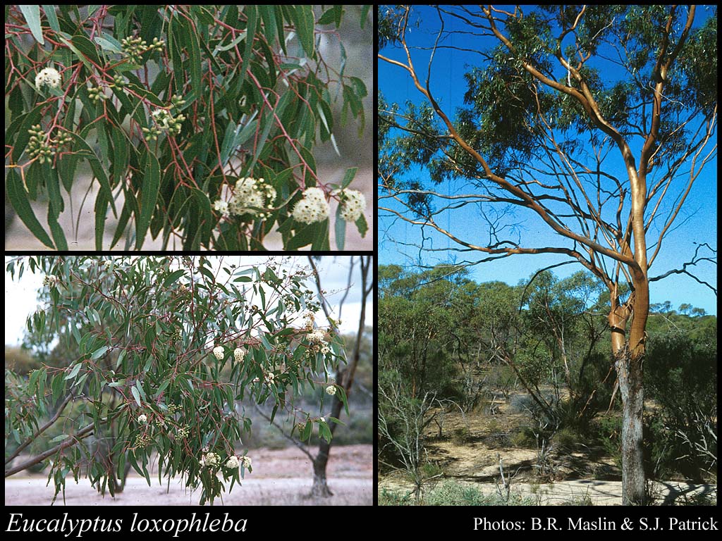 Photograph of Eucalyptus loxophleba Benth.