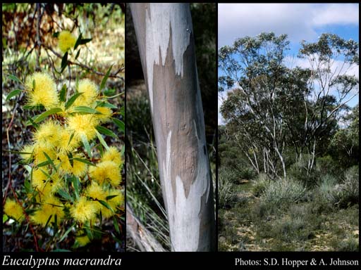 Photograph of Eucalyptus macrandra Benth.