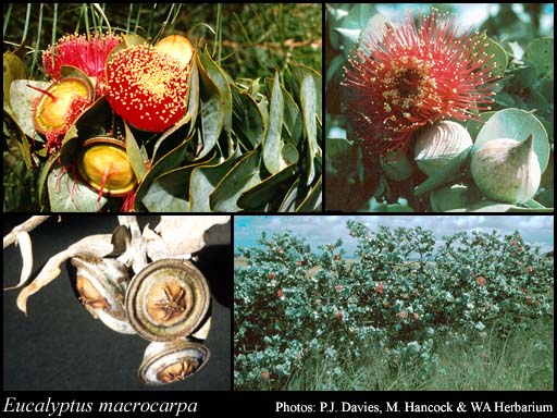 Photograph of Eucalyptus macrocarpa Hook.