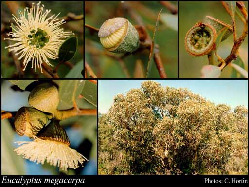 Photograph of Eucalyptus megacarpa F.Muell.