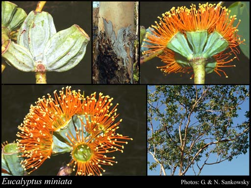 Photograph of Eucalyptus miniata Schauer