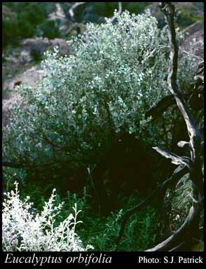 Photograph of Eucalyptus orbifolia F.Muell.