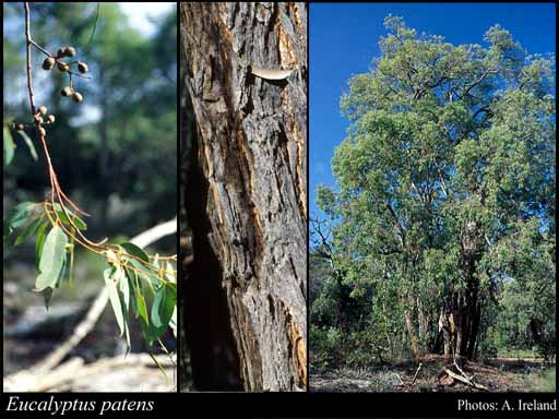 Photograph of Eucalyptus patens Benth.