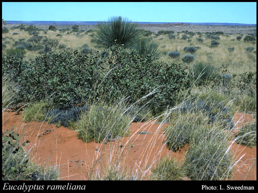 Photograph of Eucalyptus rameliana F.Muell.