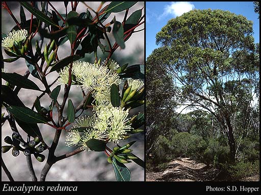 Photograph of Eucalyptus redunca Schauer
