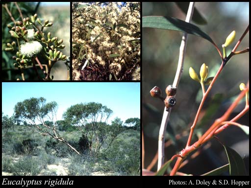 Photograph of Eucalyptus rigidula Maiden