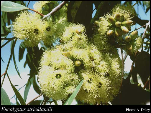 Photograph of Eucalyptus stricklandii Maiden