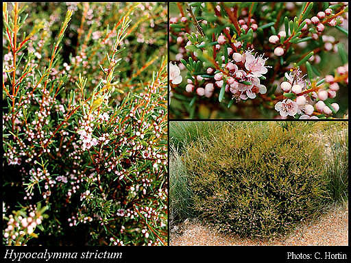 Photograph of Hypocalymma strictum Schauer