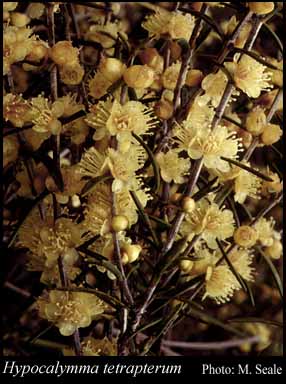 Photograph of Hypocalymma tetrapterum Turcz.