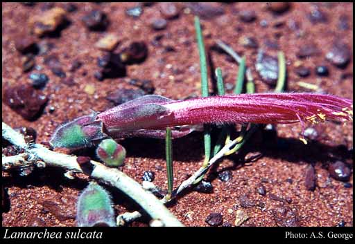 Photograph of Lamarchea sulcata A.S.George