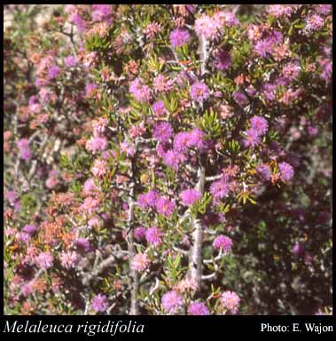 Photograph of Melaleuca rigidifolia Turcz.