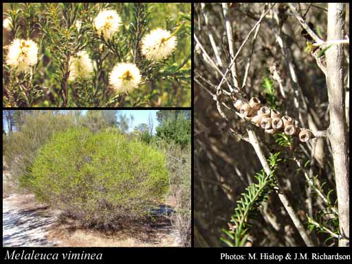 Photograph of Melaleuca viminea Lindl.