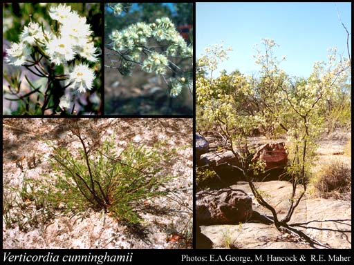 Photograph of Verticordia cunninghamii Schauer