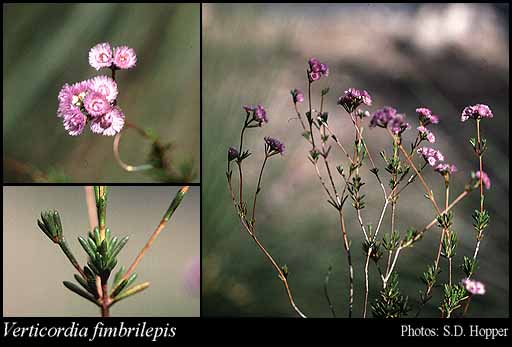 Photograph of Verticordia fimbrilepis Turcz.