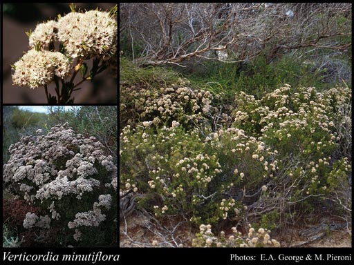 Photograph of Verticordia minutiflora F.Muell.