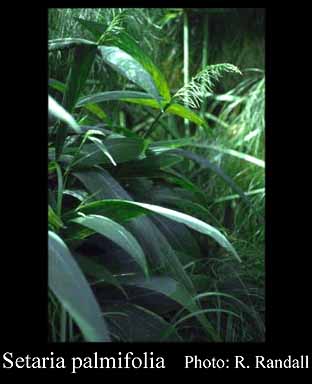 Photograph of Setaria palmifolia (J.Koenig) Stapf