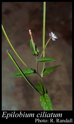 Photograph of Epilobium ciliatum Raf.