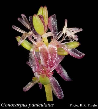 Photograph of Gonocarpus paniculatus (Benth.) Orchard