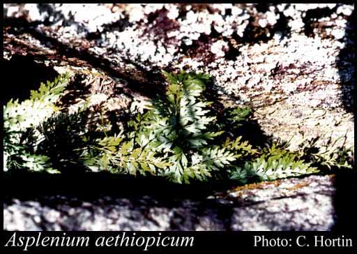 Photograph of Asplenium aethiopicum (Burm.f.) Bech.