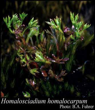 Photograph of Homalosciadium homalocarpum (F.Muell.) H.Eichler