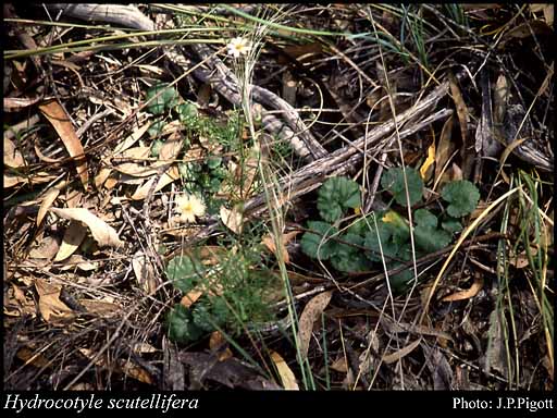 Photograph of Hydrocotyle scutellifera Benth.