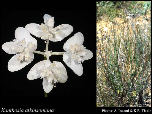 Photograph of Xanthosia atkinsoniana F.Muell.