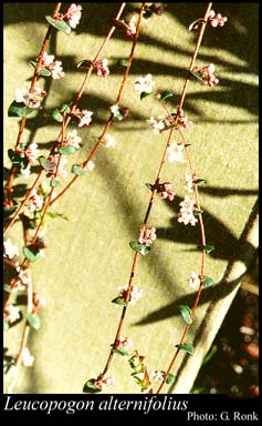 Photograph of Leucopogon alternifolius R.Br. Image