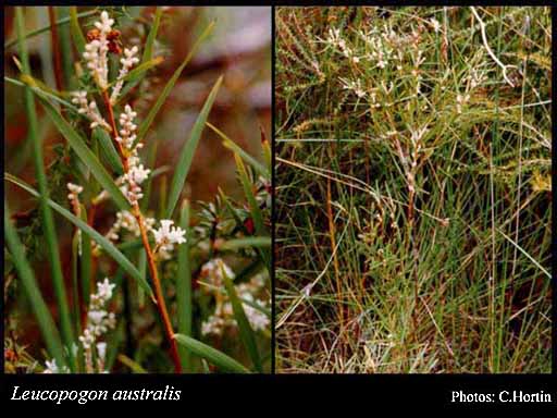 Photograph of Leucopogon australis R.Br.