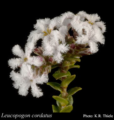 Photograph of Leucopogon cordatus Sond.