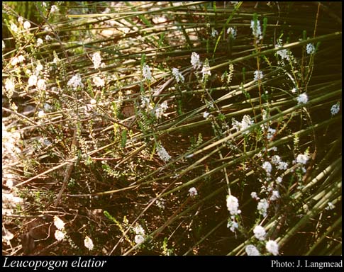 Photograph of Leucopogon elatior Sond.