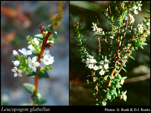 Photograph of Leucopogon glabellus R.Br. Image