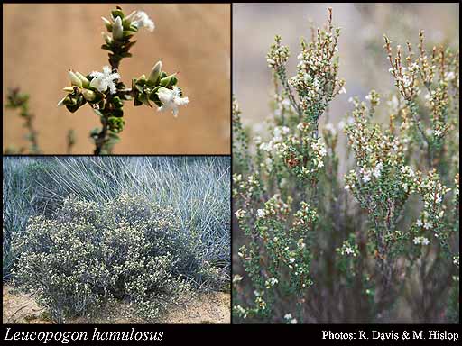 Photograph of Leucopogon hamulosus E.Pritz. Image