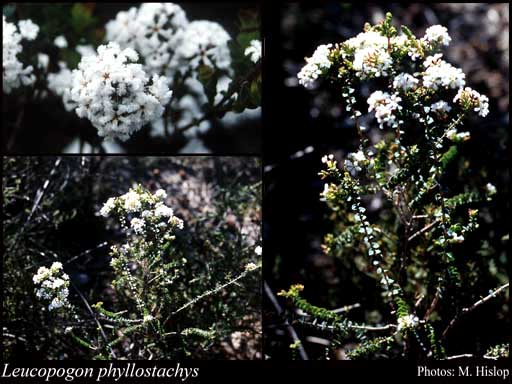 Photograph of Leucopogon phyllostachys Benth. Image