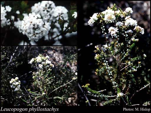 Photograph of Leucopogon phyllostachys Benth.