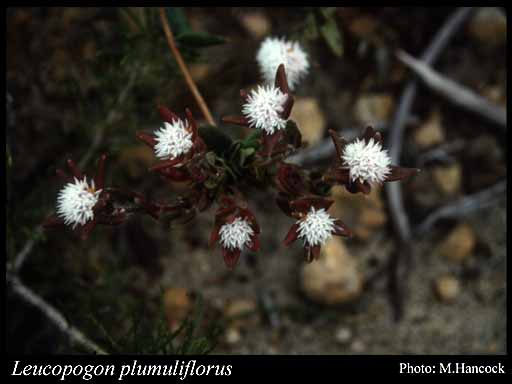 Photograph of Leucopogon plumuliflorus (F.Muell.) Benth. Image