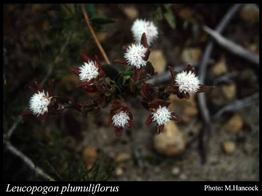 Photograph of Leucopogon plumuliflorus (F.Muell.) Benth.