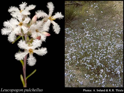 Photograph of Leucopogon pulchellus Sond. Image