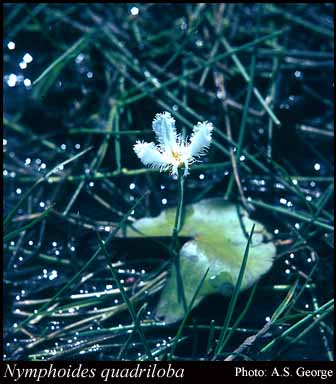 Photograph of Nymphoides quadriloba Aston