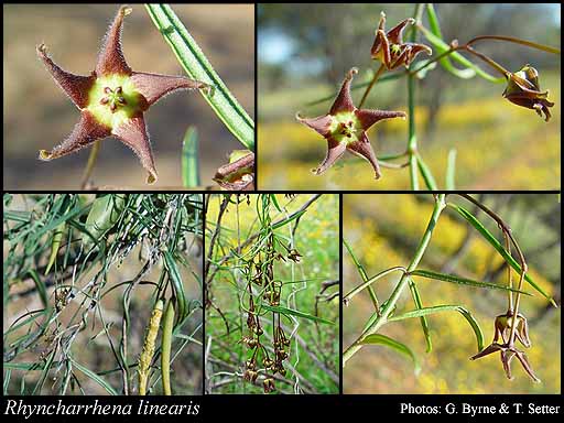 Photograph of Rhyncharrhena linearis (Decne.) K.L.Wilson