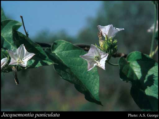 Photograph of Jacquemontia paniculata (Burm.f.) Hallier f.