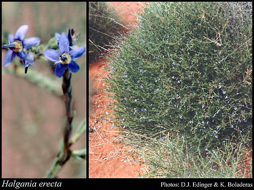 Photograph of Halgania erecta Ewart & B.Rees Image