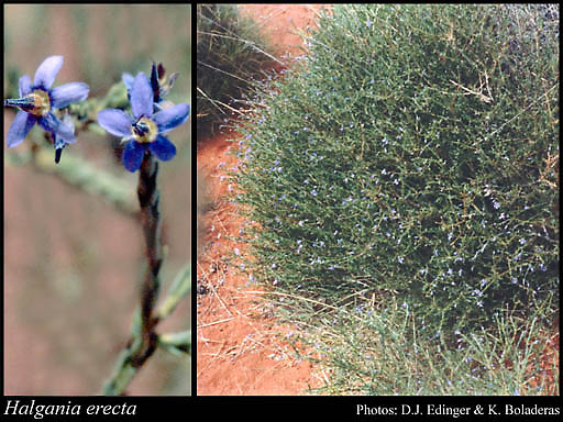 Photograph of Halgania erecta Ewart & B.Rees