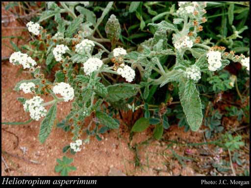 Photograph of Heliotropium asperrimum R.Br.