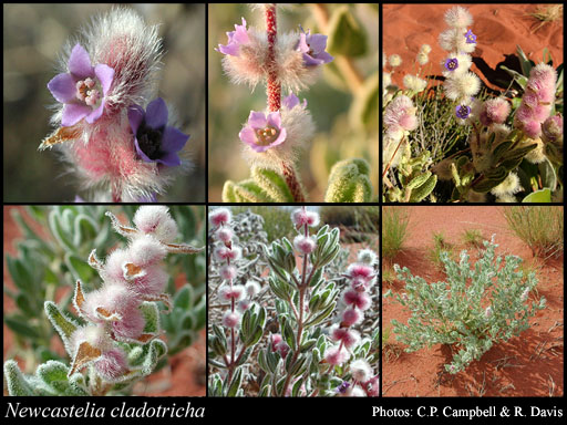 Photograph of Newcastelia cladotricha F.Muell. Image