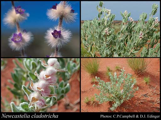 Photograph of Newcastelia cladotricha F.Muell. Image