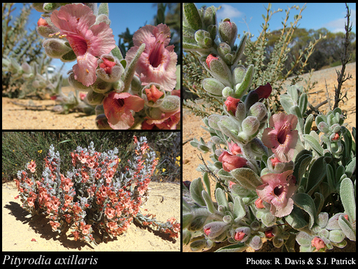 Photograph of Pityrodia axillaris (Endl.) Druce